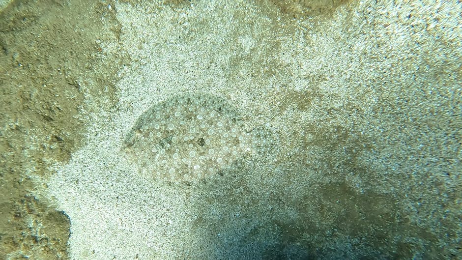 A close-up underwater photograph showing a sandy seafloor with a circular sea urchin shell partially embedded in the sand. The shell features small, evenly spaced white spines arranged in a radial pat