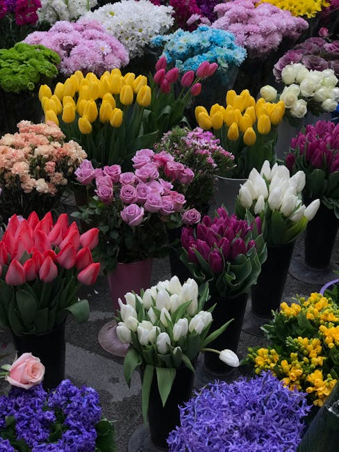 A vibrant display of fresh flowers arranged in various black and pink pots, featuring yellow tulips with smooth elongated petals, white and purple tulips with cup-shaped blooms, pink and red tulips wi