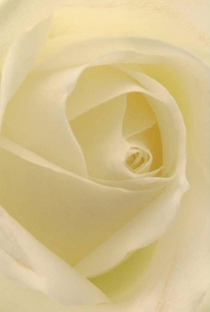 A close look at this beautiful white rose reveals its delicate structure, each petal meticulously layered to create a sense of quiet sophistication, much like the refined charm found among Ilford's historic homes. The bloom's subtle ivory and cream hues blend seamlessly, casting soft shadows that evoke the gentle light streaming in from nearby Valentines Park. At its core, the spiral hints at purity and resilience, while the surrounding folds speak to a patient craftsmanship honed in Ilford's bustling floral shops. The air seems scented with a clean, understated perfume-unmistakably fresh and evocative of a new beginning. This rose stands as an impeccable gesture for comfort, love, or renewal, equally fitting for heartfelt apologies or as the finishing touch on a wedding reception just off The Exchange. Seen through the lens of an expert Ilford florist, the interplay of texture and luminosity in this classic bloom elevates every arrangement, ensuring an enduring sense of serenity and beauty whatever the poignant occasion.